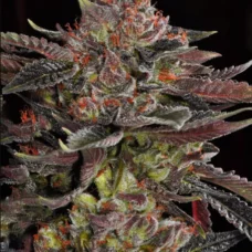 Out Of Space Feminized